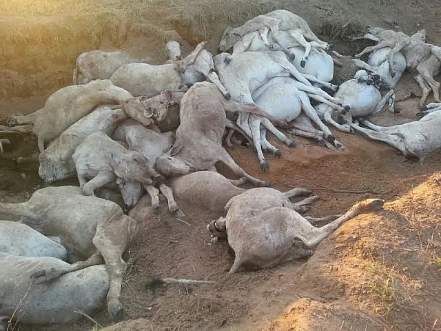 Frente fria mata mais de mil bois em fazendas de Coxim