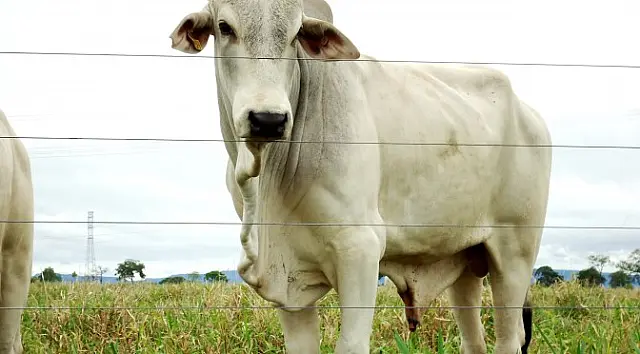 Novilha de 10 meses é abatida e furtada de fazenda em Anastácio