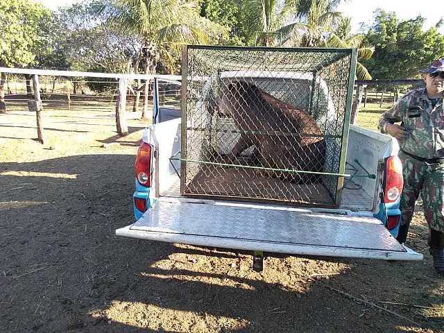 Polícia resgata anta ferida no assentamento Campina II, em Bodoquena