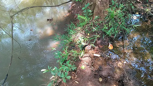 Fazendeiro é multado em R$ 8 mil por manter gado às margens de córrego