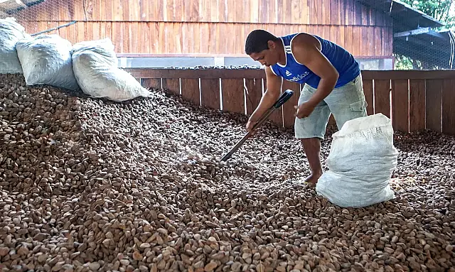 Castanha impulsiona desenvolvimento sustentável na Amazônia