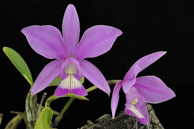 Sancionada lei que institui orquídea Cattleya Nobilior como flor símbolo de MS