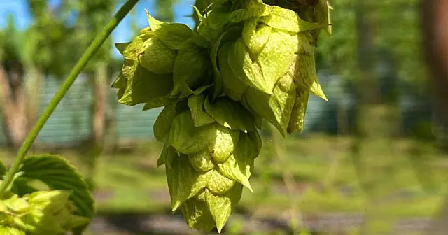 Essencial na fabricação de cerveja, lúpulo brasileiro é tão bom quanto o importado