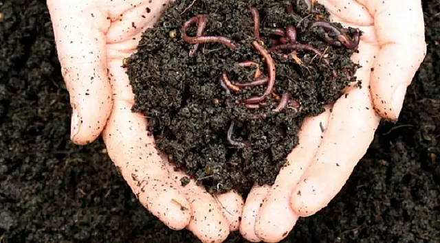 Cigarros apreendidos serão matéria-prima de vermicompostagem em MS
