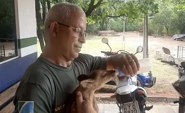 PMA de Aquidauana recolhe filhote de veado abandonado em fazenda