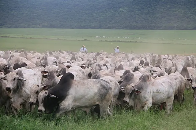 Touros personalizados ao Pantanal serão apresentados em Corumbá