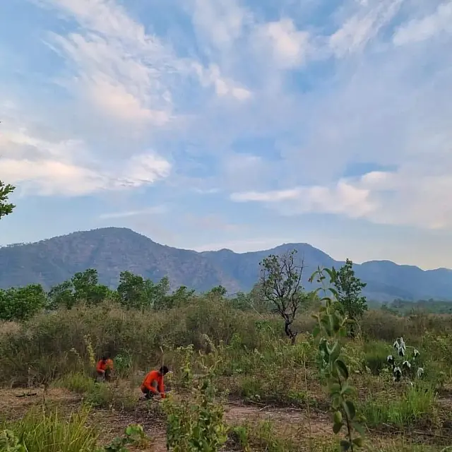 Serra do Amolar e Bodoquena receberam recuperação com 28 mil mudas em 2023