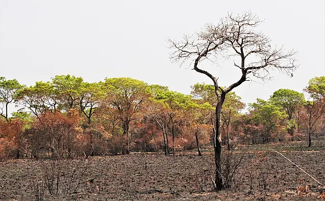 Governo Federal cede aeronaves e recursos para combater queimadas na região do Pantanal