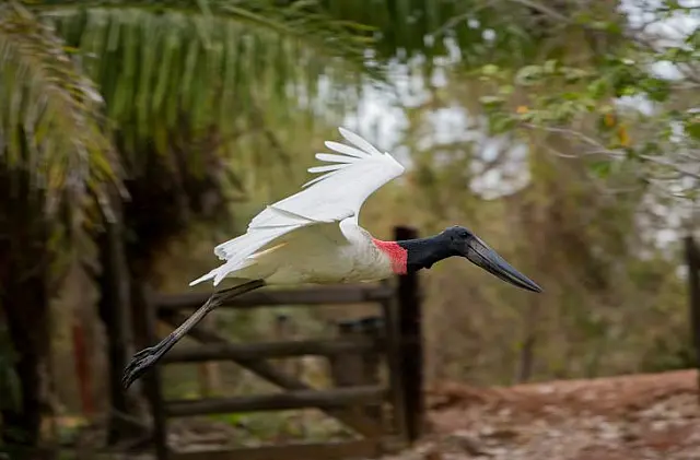 MS e Pantanal ganham destaque no 1º Fórum Brasileiro de Turismo Responsável