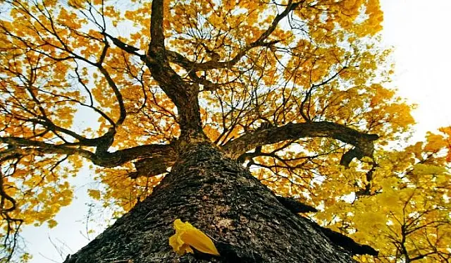 Ultimo fim de semana da primavera será de tempo firme em grande parte de MS