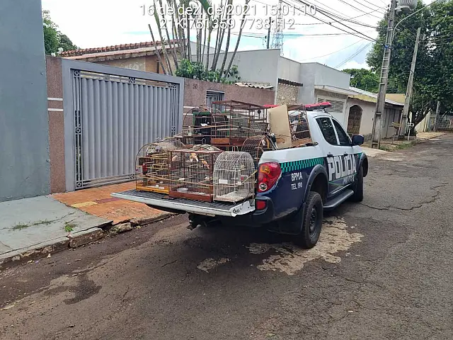 Homem é autuado em R$19 mil por manter 21 pássaros em cativeiro