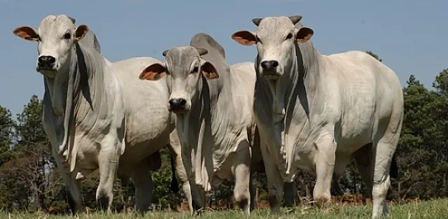 MS supera meta na campanha de vacinação contra febre aftosa