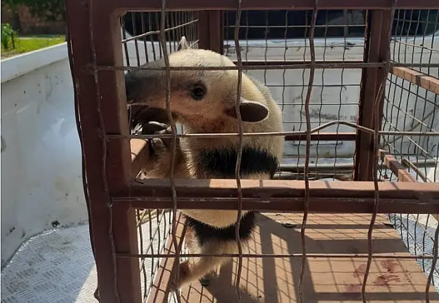 Tamanduá-mirim é flagrado 'passeando' pelas ruas de Bonito