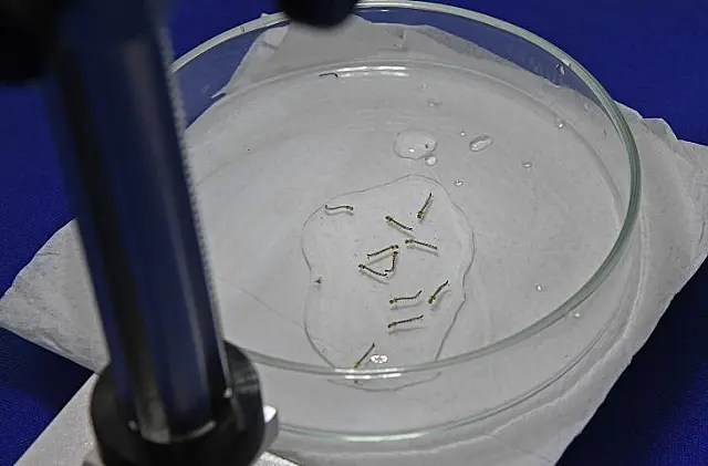 Casos de dengue crescem em MS com aumento de chuvas