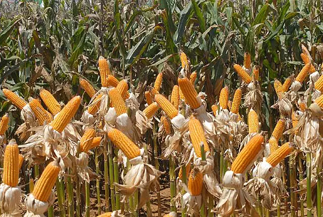 No ranking de maiores produtores agrícolas, municípios são também recordistas em safra de soja