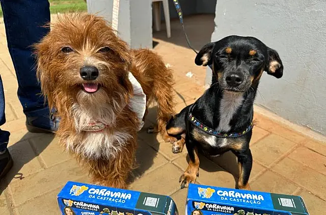 MS encerra 2025 com mais de 16 mil animais castrados