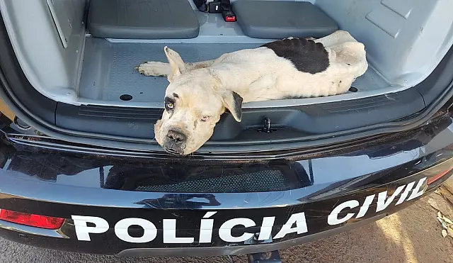 Cachorros são resgatados após maus-tratos em Fátima do sul