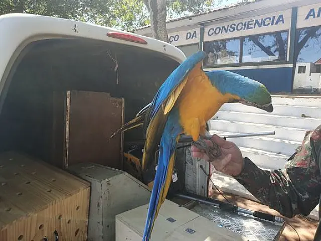 PMA resgata arara, maracanã e periquito feridos por linha de cerol