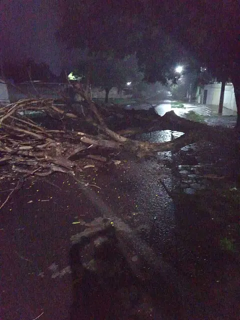 Bombeiros removem árvore que interditou via no Bairro Dom Bosco em Corumbá