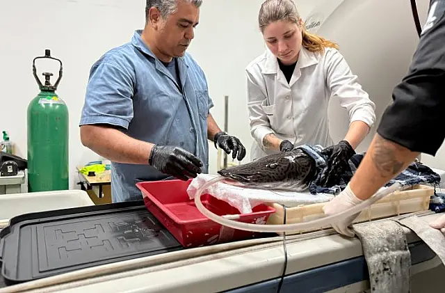 Bioparque e UFMS realizam exames de imagem em peixe de grande porte
