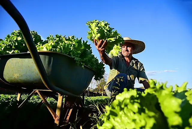 Produção da alface se consolida com comercialização próxima a R$ 1 mi no estado