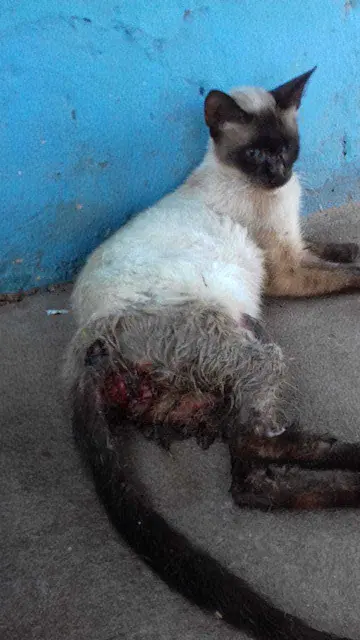 Gato é resgatado com ferimentos graves em Aquidauana