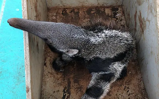 Polícia resgata coruja, gambá e filhote de tamanduá abandonado