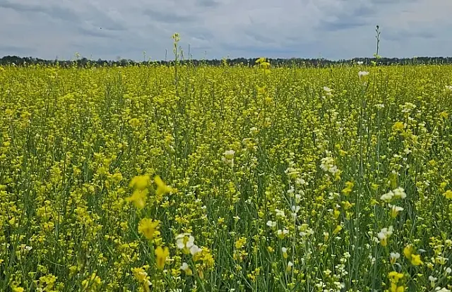 MS amplia isenção de ICMS para mais seis produtos agrícolas