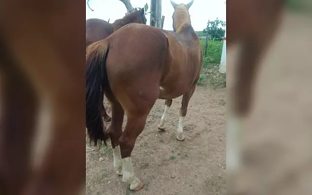 Só em Aquidauana: Suspeito de moto furta égua e foge puxando animal por corda