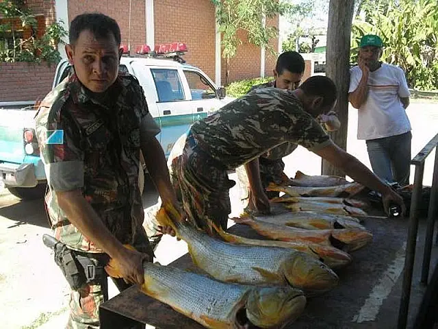 PMA prende dois pescadores com 96 quilos de filé de pintado e cachara