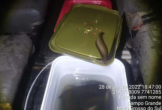 PMA apreende 240 peixes que eram transportados ilegalmente