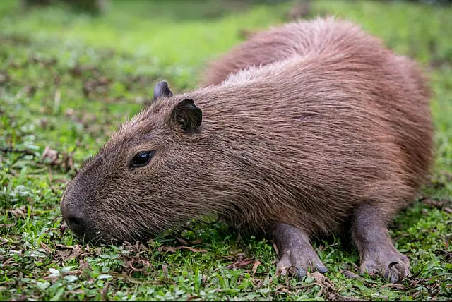 Homem é preso após capturar capivara, agredi-la com pauladas e amarrar animal em árvore em MS