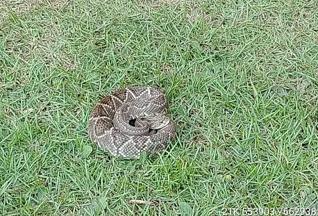 Cascavel é capturada em gramado de hotel de Bonito