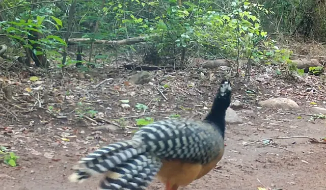 Monitoramento registra mutum ameaçado de extinção na Serra do Amolar