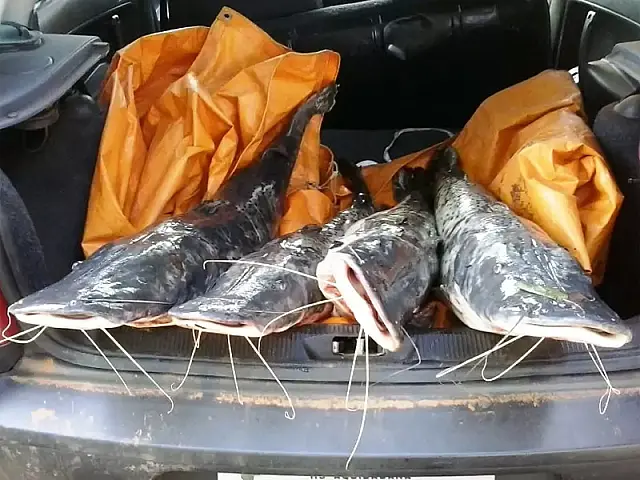 Dois homens são detidos por pesca ilegal em Anastácio