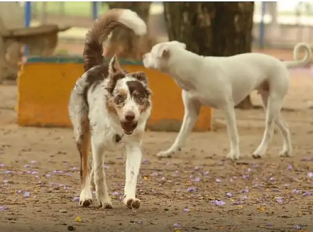 Brasil tem cerca de 30 milhões de animais domésticos abandonados