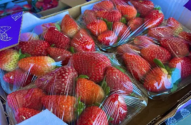 Procura por morango cresce 50% na Ceasa de MS