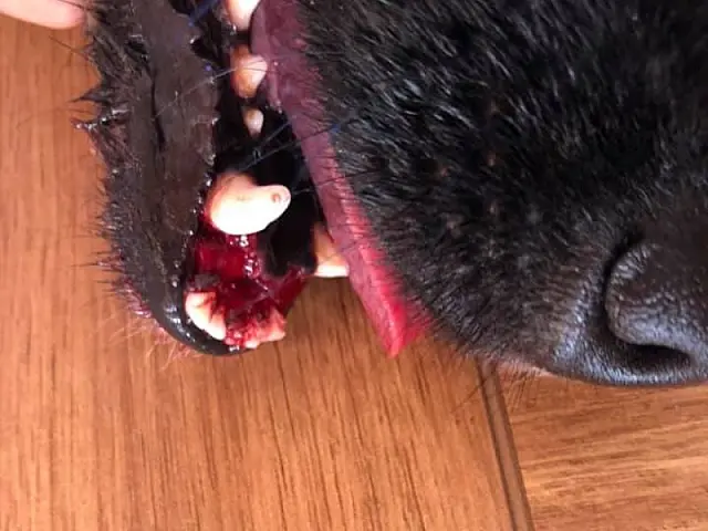 Dona denuncia maus-tratos a cachorro em Anastácio