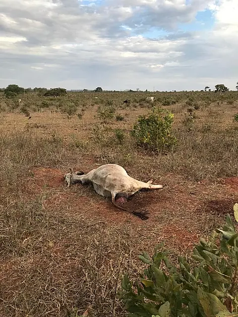 Homem é multado por deixar animais sem comida