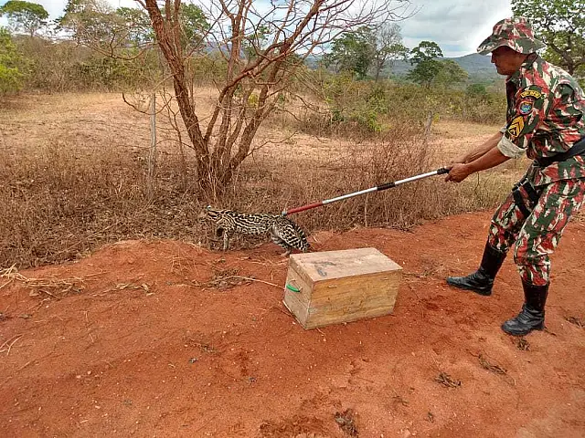 PMA é chamada para capturar filhote de onça e encontra jaguatirica