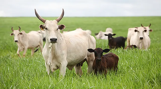 Aquidauana está entre os 20 municípios do país com maior rebanho bovino