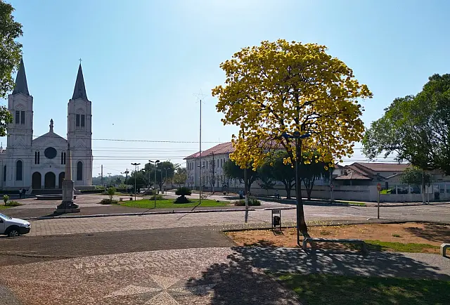 Ipês amarelos antecipam a primavera e embelezam Aquidauana e Anastácio