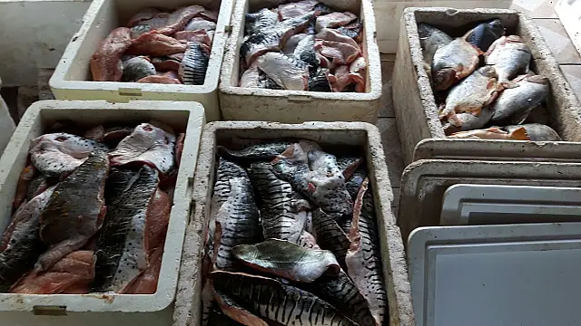 Prisões e mais de R$ 100 mil em multas batem recorde no 1º mês de Piracema