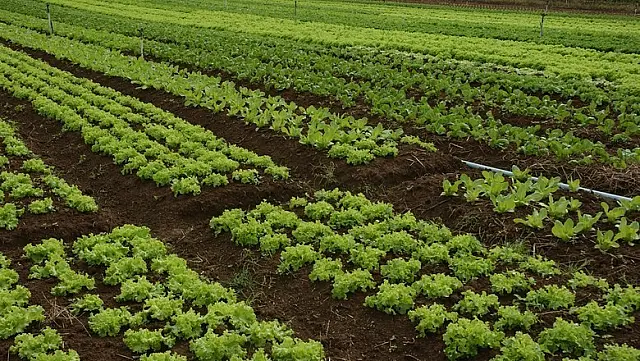 Curso de produção de hortaliças é promovido pelo Senar MS em Nioaque