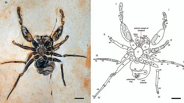 Fóssil de aranha que homenageia Pabllo Vittar deixa o Brasil, e MPF apura se houve tráfico