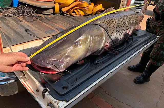 Ministério do Meio Ambiente inclui pintado em lista de peixes ameaçados de extinção