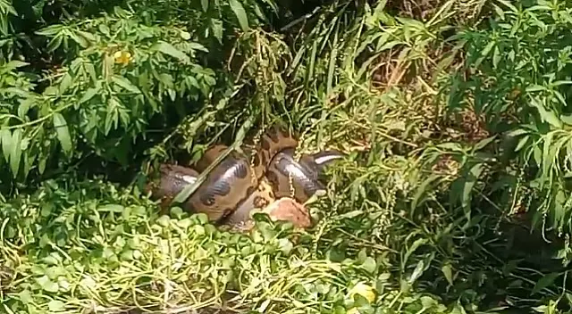 Sucuri é encontrada 'almoçando' em canteiro do campo do Baixadão