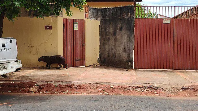 Capivara é vista sozinha ‘passeando’ sob sol de meio dia no bairro Alto