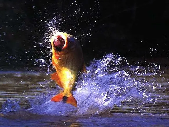 PMA autua homem por pesca predatória em Anastácio