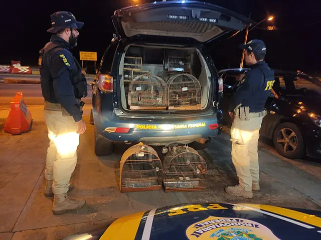 PRF resgata pássaros silvestres transportados ilegalmente em Campo Grande